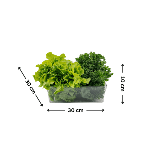 Clear stackable storage tub with fresh greens, ideal for fridge or pantry organization.
