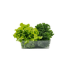 Clear XL fridge storage box with leafy greens, space-saving kitchen organiser.