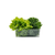 Fridge stackable clear storage tub with leafy greens for space-saving kitchen organizing.
